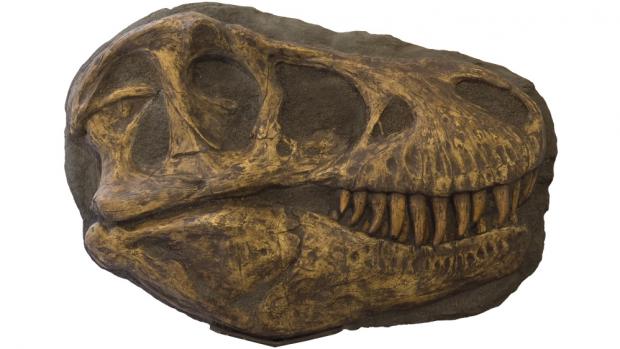 Lebka tyranosaura