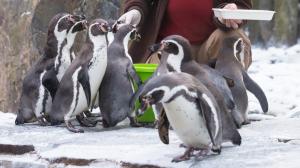 Foto: Václav Šilha, Zoo Praha