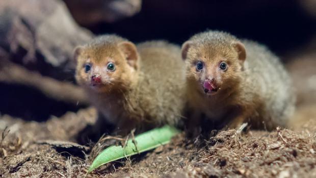 Vyfotografovat malé mangusty není jednoduché, jsou neustále v pohybu. Foto: Petr Hamerník, Zoo Praha