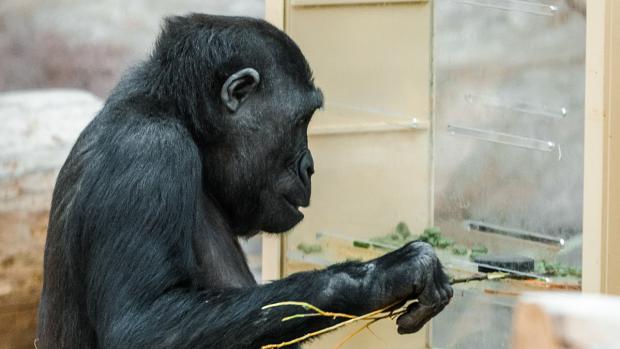 Foto: Petr Hamerník, Zoo Praha