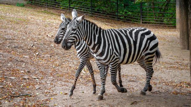 Ve volnosti může podle odhadů žít pouze několik tisíc jedinců zebry bezhřívé, v zoologických zahradách po celém světě pak celkem 39 kusů, z toho 22 v České republice. Foto: Tereza Mrhálková, Zoo Praha.