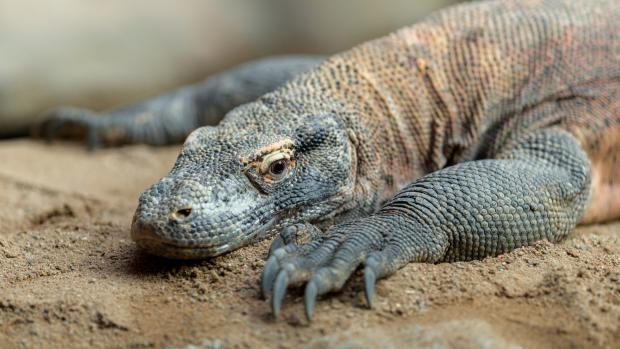 Foto: Petr Hamerník, Zoo Praha