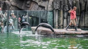 Chovatel Jakub Mezei při ukázce tréninku lachtanů. Foto: Petr Hamerník, Zoo Praha