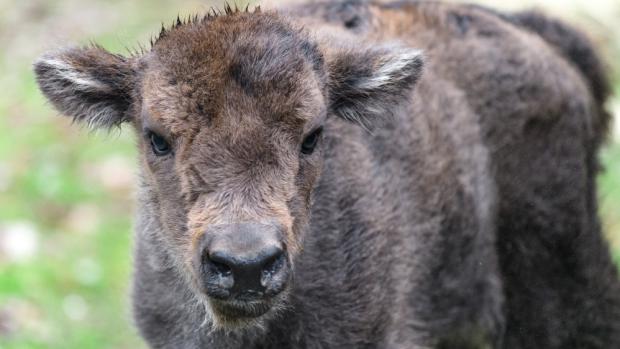 Ve čtvrtek narozené mládě zubra je samička. Foto: Petr Hamerník, Zoo Praha