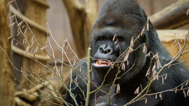 Richard, foto: Petr Hamerník, Zoo Praha