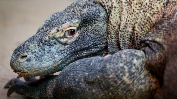 Aranka je světová rekordmanka. Foto: Tomáš Adamec, Zoo Praha