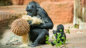 Gorila nížinná Kijivu s dcerou Gaiou. Foto: Petr Hamerník, Zoo Praha