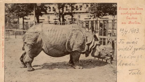 Historická pohlednice Zoo Berlin r. 1903 - líc