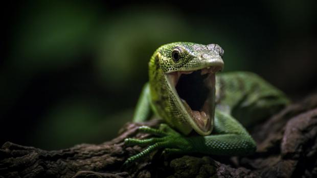 1. místo - Varan smaragdový, foto: Dan Saulich