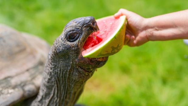 Melouny zpestřují želvám jinak běžnou stravu, která sestává převážně ze sena s výtažkem z mořských řas, čínského zelí, kadeřávku a římského salátu. Foto Petr Hamerník, Zoo Praha