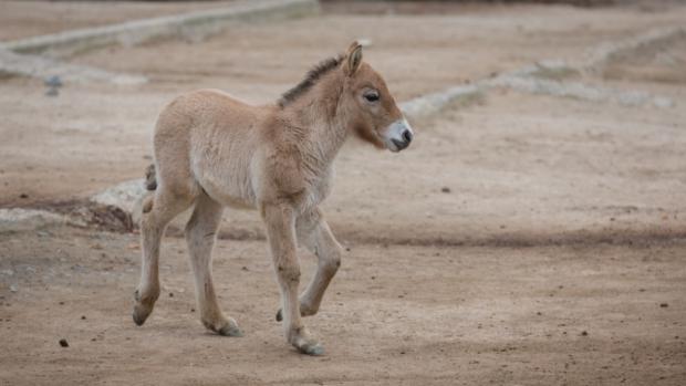 Mládě koně Převalského, foto: Archiv Zoo Praha