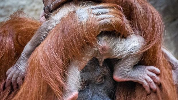 The photo from November 28 no longer permitted the slightest doubt. Photo: Miroslav Bobek, Prague Zoo