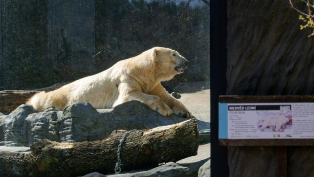 Samec ledního medvěda Tom dnes odcestoval do zoo v Almaty v Kazachstánu, rodiště svého otce Umcy. Foto: Petr Hamerník, Zoo Praha