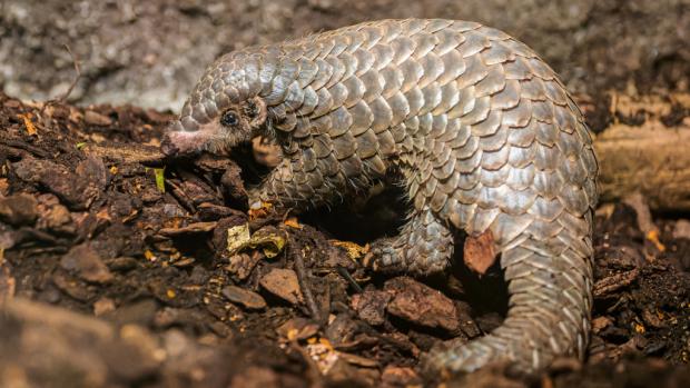 The female Chinese pangolin named Šiška (=pine cone in Czech) was born on February 2nd 2023 and is considered officially bred at the age of six months. Photo: Petr Hamerník, Prague Zoo