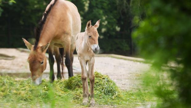 Hřebeček s matkou Jessicou. Foto: Tomáš Adamec, Zoo Praha