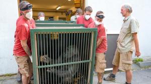 Stěhování gorilí samice Kamby bylo bezproblémové. Nástup do transportní bedny měla už nacvičený. Foto Miroslav Bobek, Zoo Praha