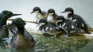 Foto: Petr Hamerník, Zoo Praha