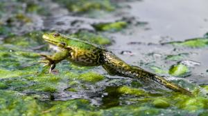 Skokan skřehotavý v areálu Zoo Praha. Foto: Petr Hamerník, Zoo Praha