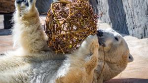 Na jednom z krátkých videí na Youtube kanálu Krátce ze zoo lze vidět medvěda ledního s enrichmentem. Foto: Petr Hamerník, Zoo Praha.
