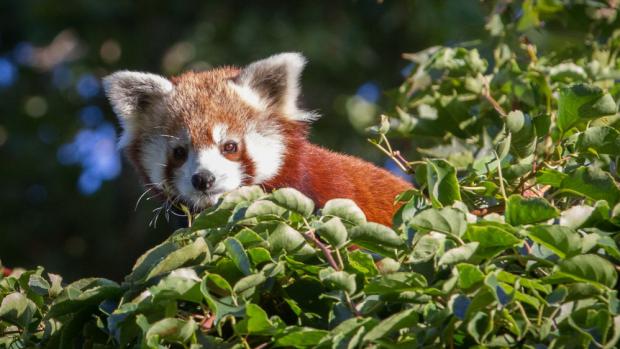 Nová samička pandy červené Regica se dá zatím odlišit od samce i barvou srsti ve tváři. Oproti samci je dle chovatelů mnohem světlejší. Foto: Tereza Mrhálková, Zoo Praha