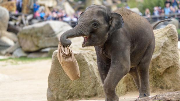 Maxe baví nové věci – tentokrát to byl papírový pytel naplněný senem a sloními kuličkami z kukuřičné mouky. Foto: Petr Hamerník, Zoo Praha.