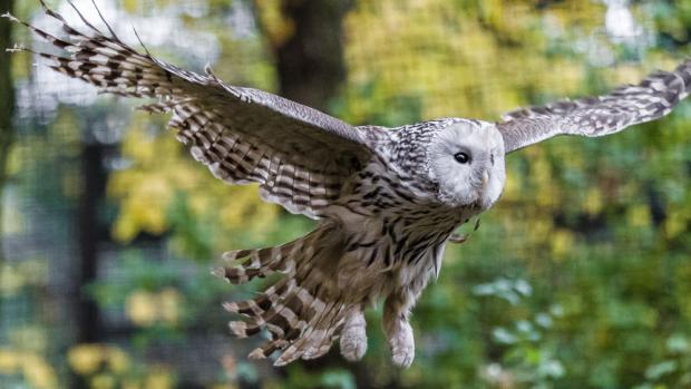 Nejstarší sova pražské zoo je samec puštíka bělavého. Na konci tohoto roku by mohl oslavit 26. narozeniny. Foto: Petr Hamerník, Zoo Praha