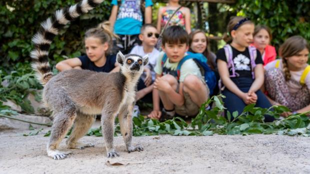 Komentované setkání na Ostrově lemurů proběhne v 15 hodin. Foto: Oliver Le Que, Zoo Praha