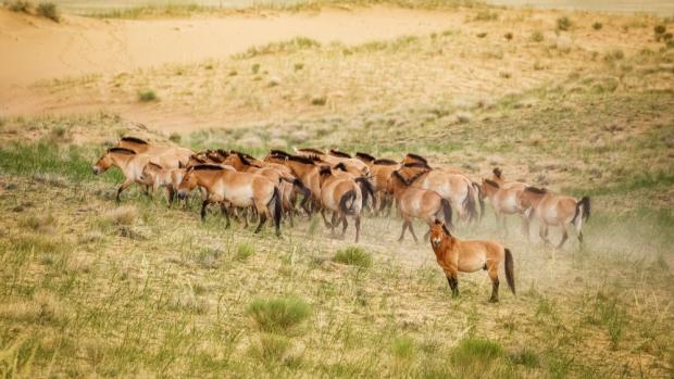 Zoo Praha se zasloužila o záchranu koní Převalského před vyhubením a úspěšně je vrací do přírody. Na nynější konferenci WAZA to ve své řeči kvitovala i představitelka OSN, ředitelka Úmluvy o biologické rozmanitosti Elizabeth Maruma Mrema. Foto Miroslav Bobek