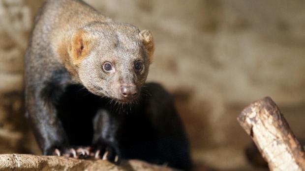 Tayra. Foto: Tomáš Adamec, Zoo Praha