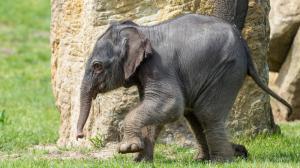 Foto: Petr Hamerník, Zoo Praha