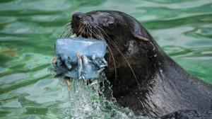Srpnové soboty budou věnované lachtanům. Foto: Petr Hamerník, Zoo Praha