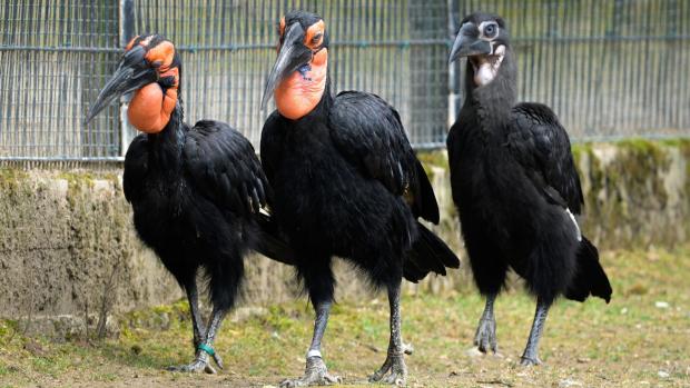 Mládě se často zdržuje v blízkosti rodičů. Zde ho doprovází matka Vendulka (nalevo) i otec Vendelín (uprostřed). Foto Petr Hamerník, Zoo Praha