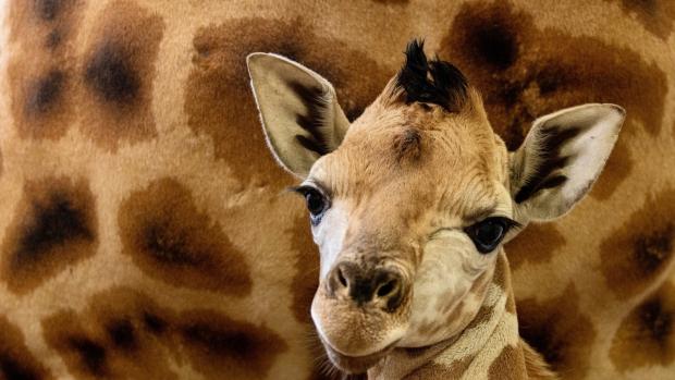 Despite its difficult start in life, the baby giraffe showed a great deal of tenacity and zest for life. Two weeks after its birth, it is now on display to Prague Zoo’s visitors. Photo Miroslav Bobek, Prague Zoo