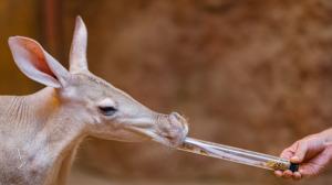 Foto: Petr Hamerník, Zoo Praha