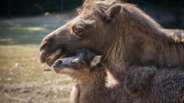 V Zoo Praha se do dnešního dne podařilo 36 úspěšných odchovů. Poslední čerstvě narozené mládě nyní mohou návštěvníci pozorovat ve venkovním výběhu v horní části areálu zoo. Autor: Tereza Mrhálková, Zoo Praha