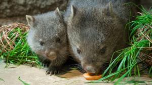Foto: Petr Hamerník, Zoo Praha