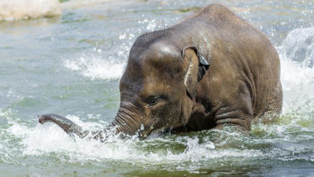 Vodní hrátky tunového mláděte slona indického Sity v Zoo Praha. Foto: Petr Hamerník, Zoo Praha 