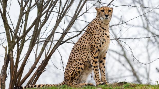 Foto: Petr Hamerník, Zoo Praha