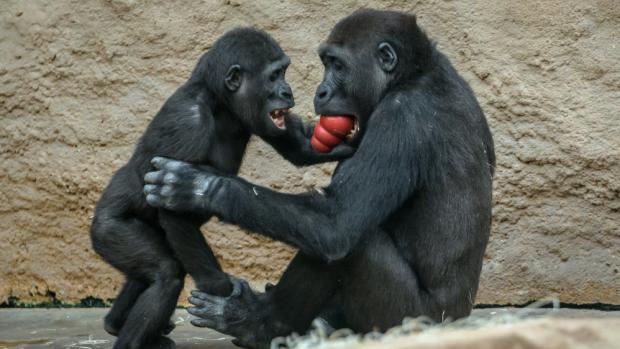 V Zoo Praha se tuto sobotu koná oslava Mezinárodního dne goril. V rámci akce budou gorilám předány enrichmentové dárky. Foto: Petr Hamerník, Zoo Praha.