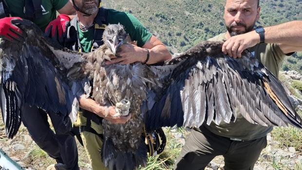 Finální prohlídka orlosupa bradatého ze Zoo Praha před jeho umístěním na umělé hnízdo ve volné přírodě Španělska. Foto Vulture Conservation Foundation