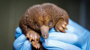 The short-beaked echidna puggle at Prague Zoo is exactly 101 days old today. It is doing very well and gaining weight. Author: Miroslav Bobek, Prague Zoo