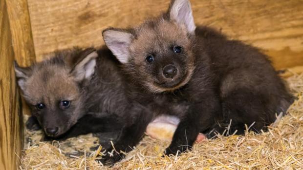 Mláďata vlků hřivnatých se v Zoo Praha narodila v úterý 1. března. Foto Petr Hamerník, Zoo Praha