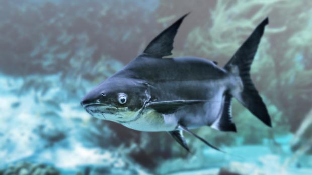 Foto: Arunee Rodloy/Shutterstock