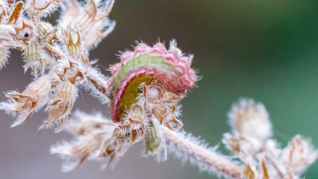 Housenka kriticky ohroženého modráska východního (Pseudophilotes vicrama). Foto: Miroslav Bobek, Zoo Praha
