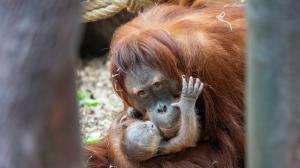 The female Sumatran orangutan Diri with her newborn baby. The baby’s sex is unknown, but it is already drinking mother’s milk and, according to initial observations, is vital. Photo Oliver Le Que, Prague Zoo