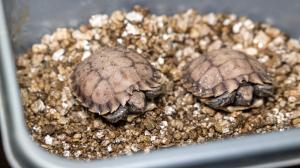 The two juvenile impressed tortoises now have very soft shells and will stay in the background facilities for the time being. The first time this species has bred in a European zoo is the result of 15 years of effort by the curator, Petr Velenský, and his team. Photo Miroslav Bobek, Prague Zoo.