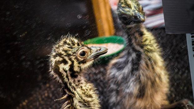 Mládě emu hnědého vzešlo z posledního, „vánočního“ vejce. Foto: Miroslav Bobek, Zoo Praha.