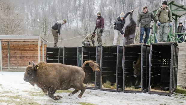 Releasing bison into the acclimatization enclosure. Photo: Emil Khalilov, WWF 