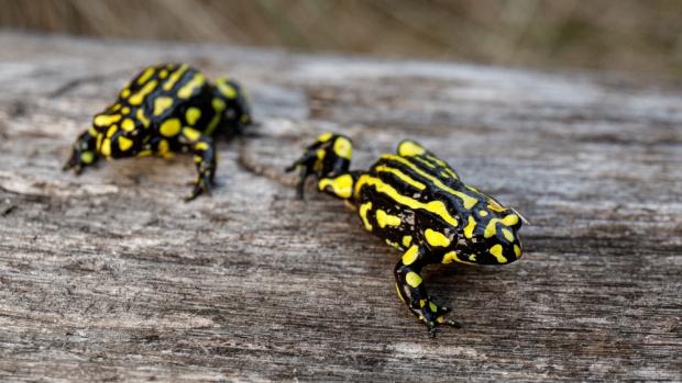 A pair of corroboree frogs. Photo by Miroslav Bobek