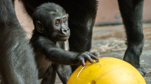 Ajabu. Foto: Petr Hamerník, Zoo Praha